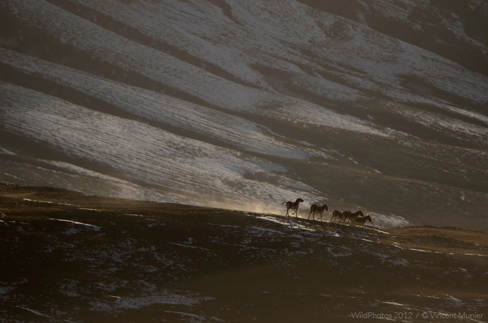 Vincent Munier