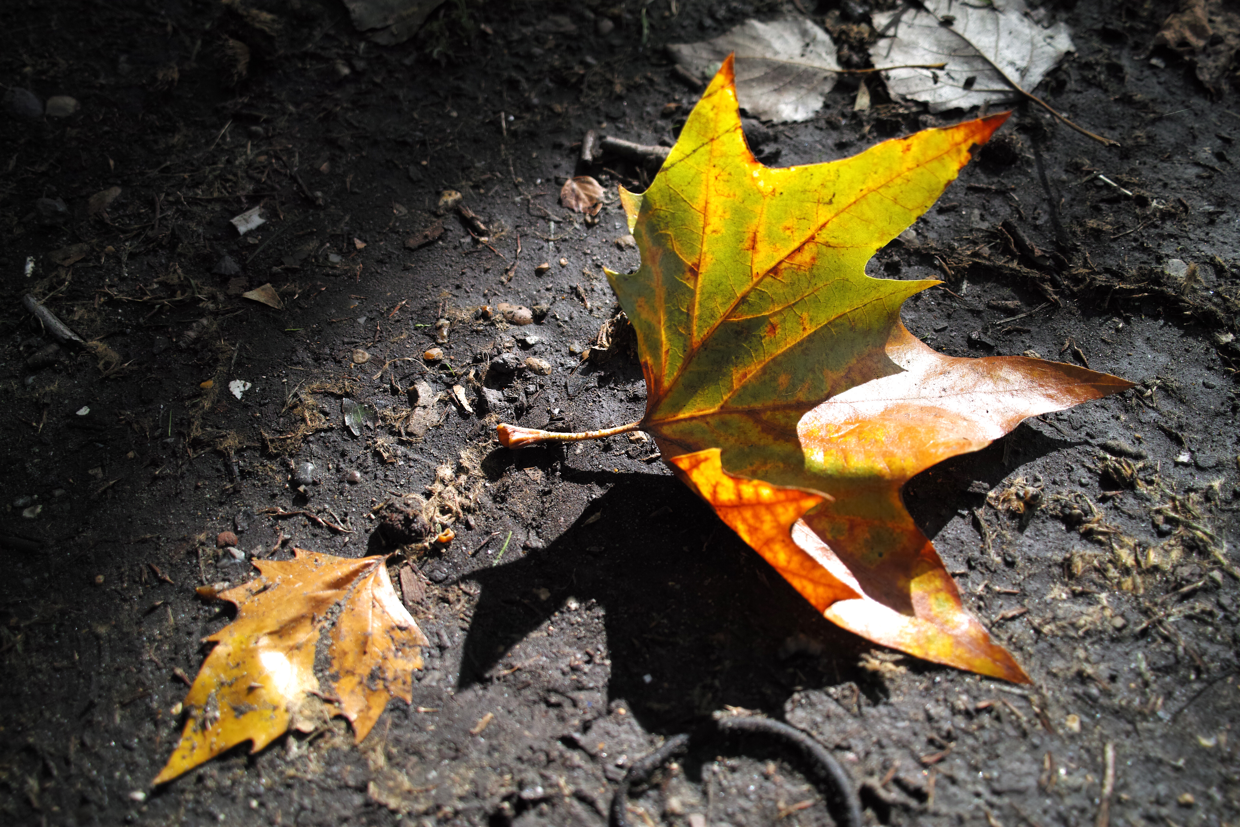Sigma DP1M review sample image 3