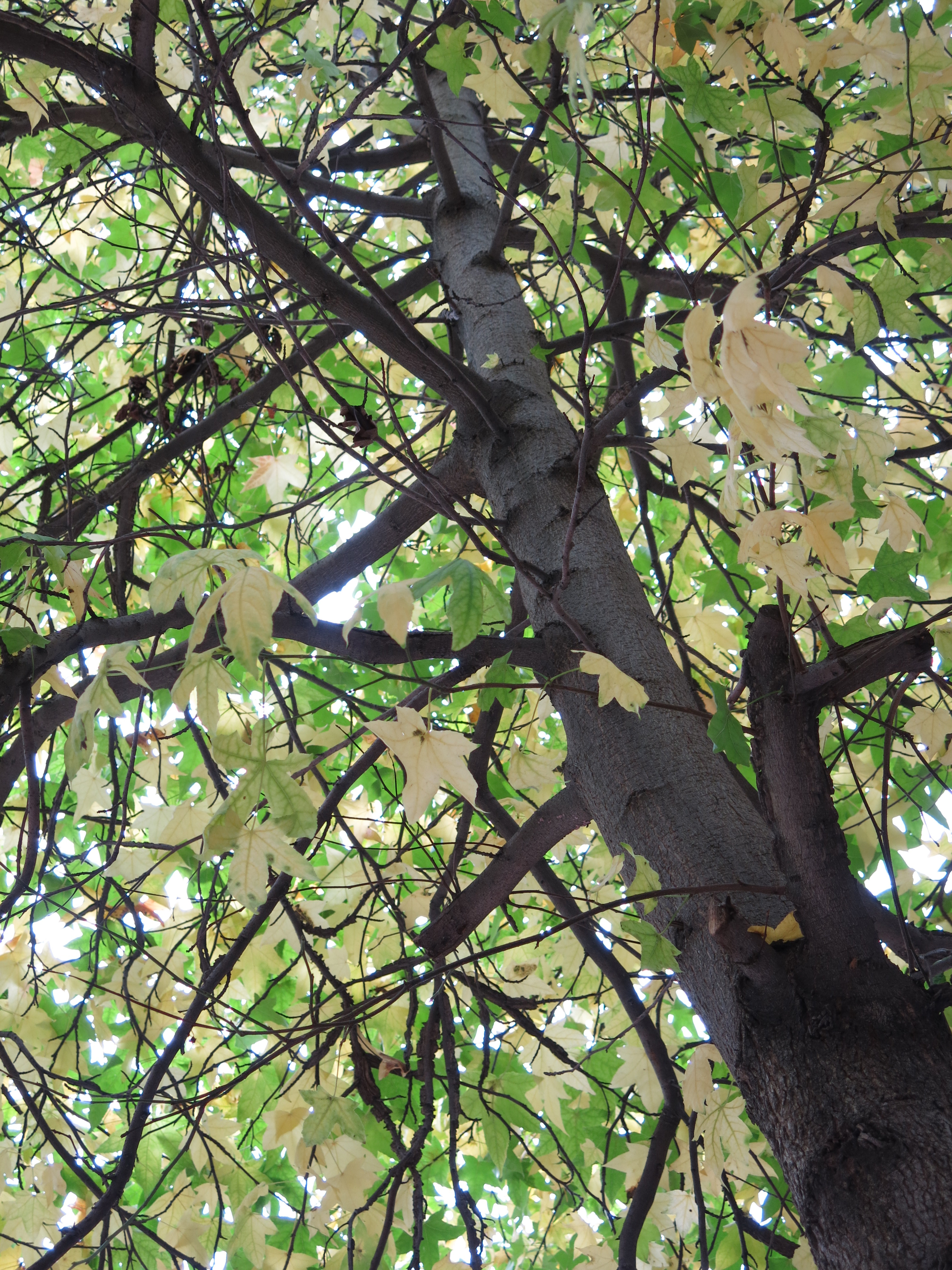 Canon PowerShot G15 review sample image