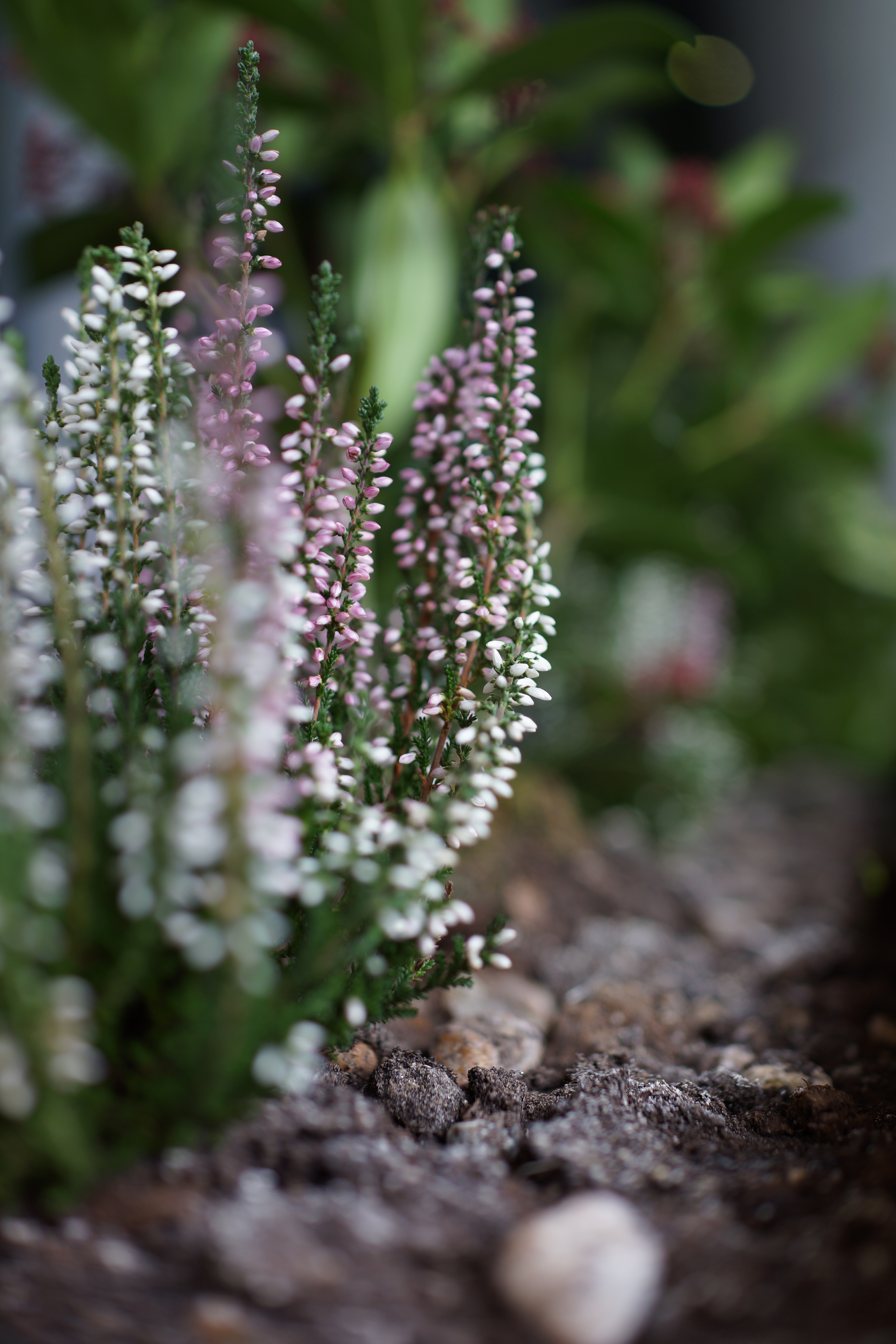 Sony Cyber-shot RX1 review sample image