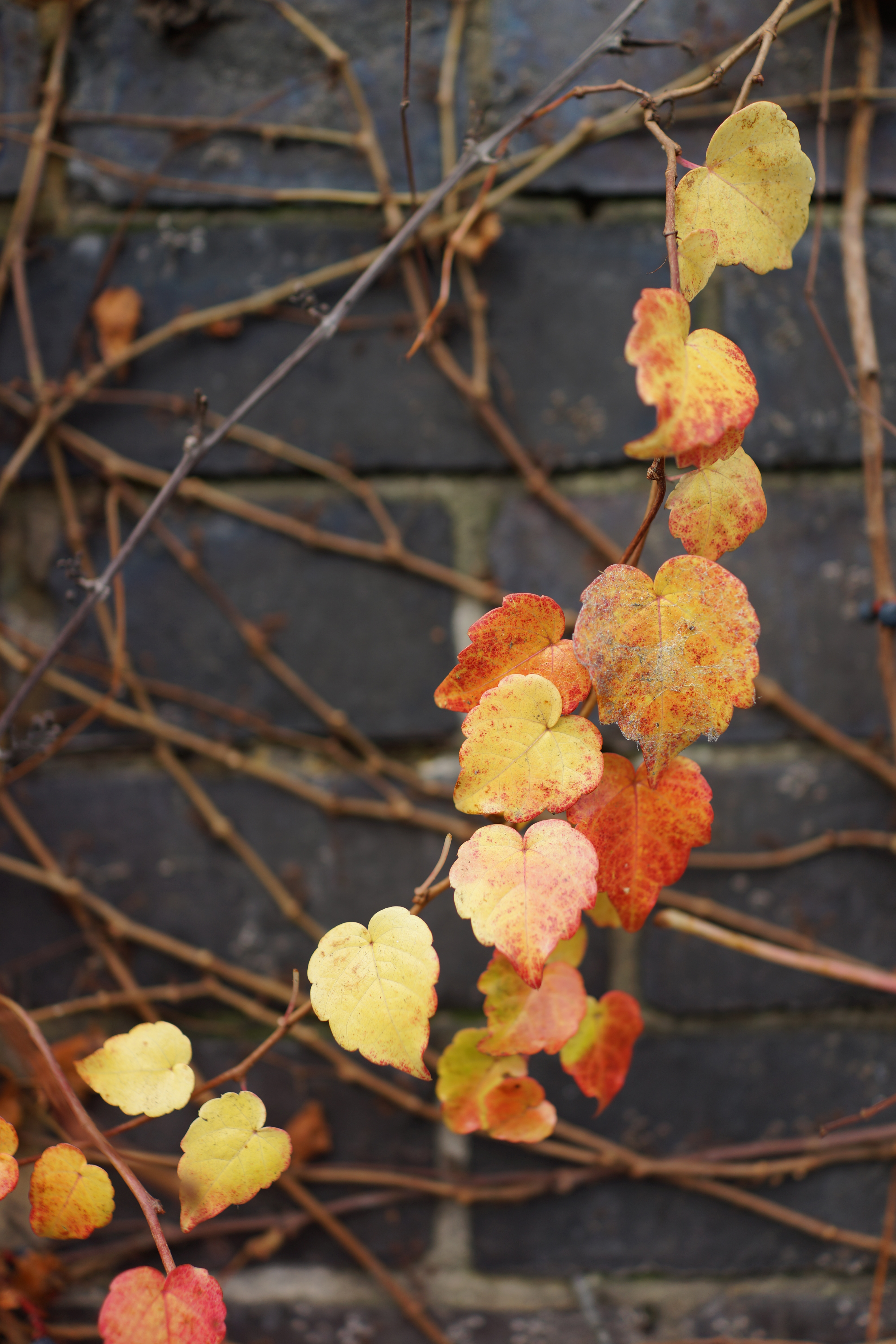Sony Cyber-shot RX1 review sample image