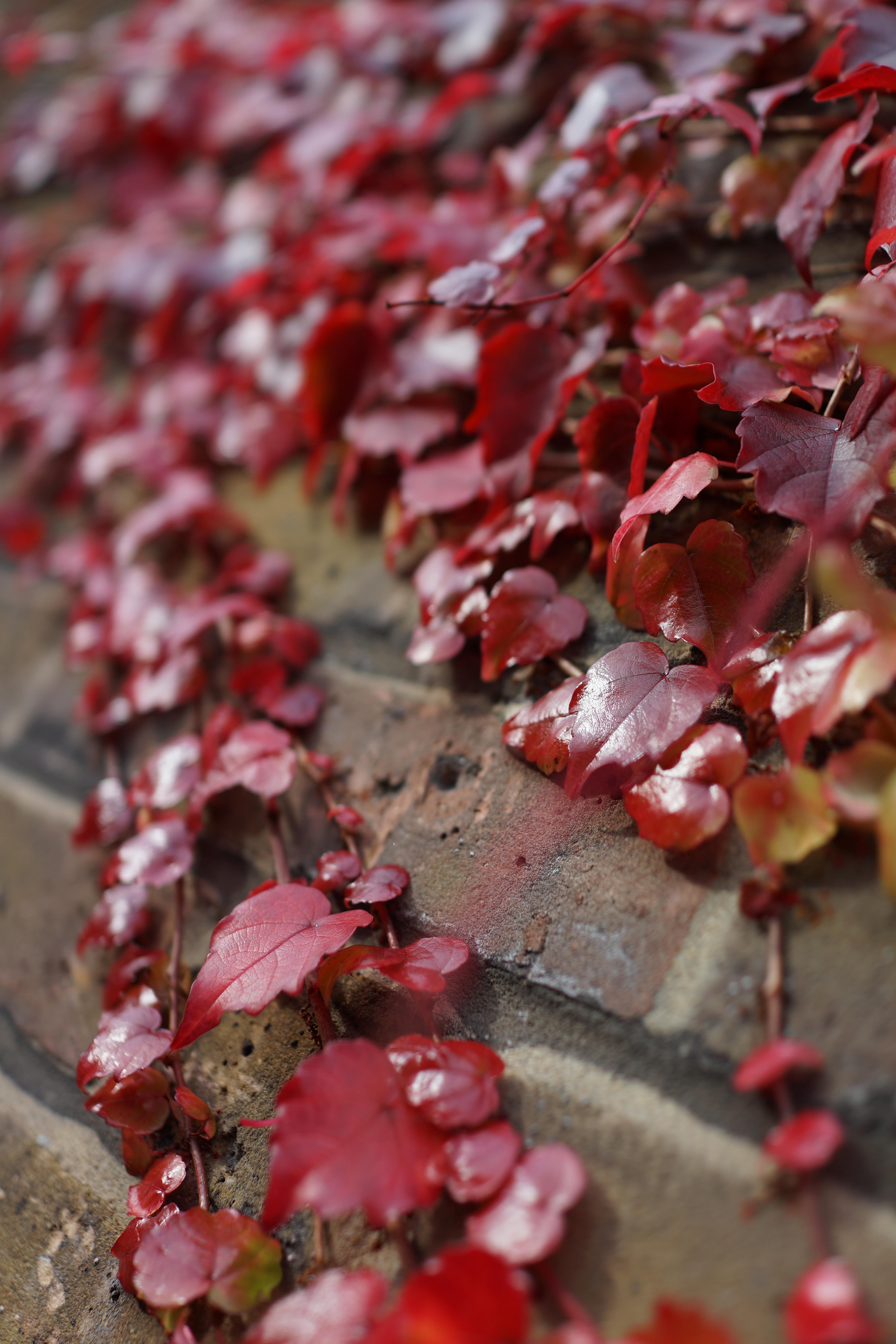 Sony Cyber-shot RX1 review sample image