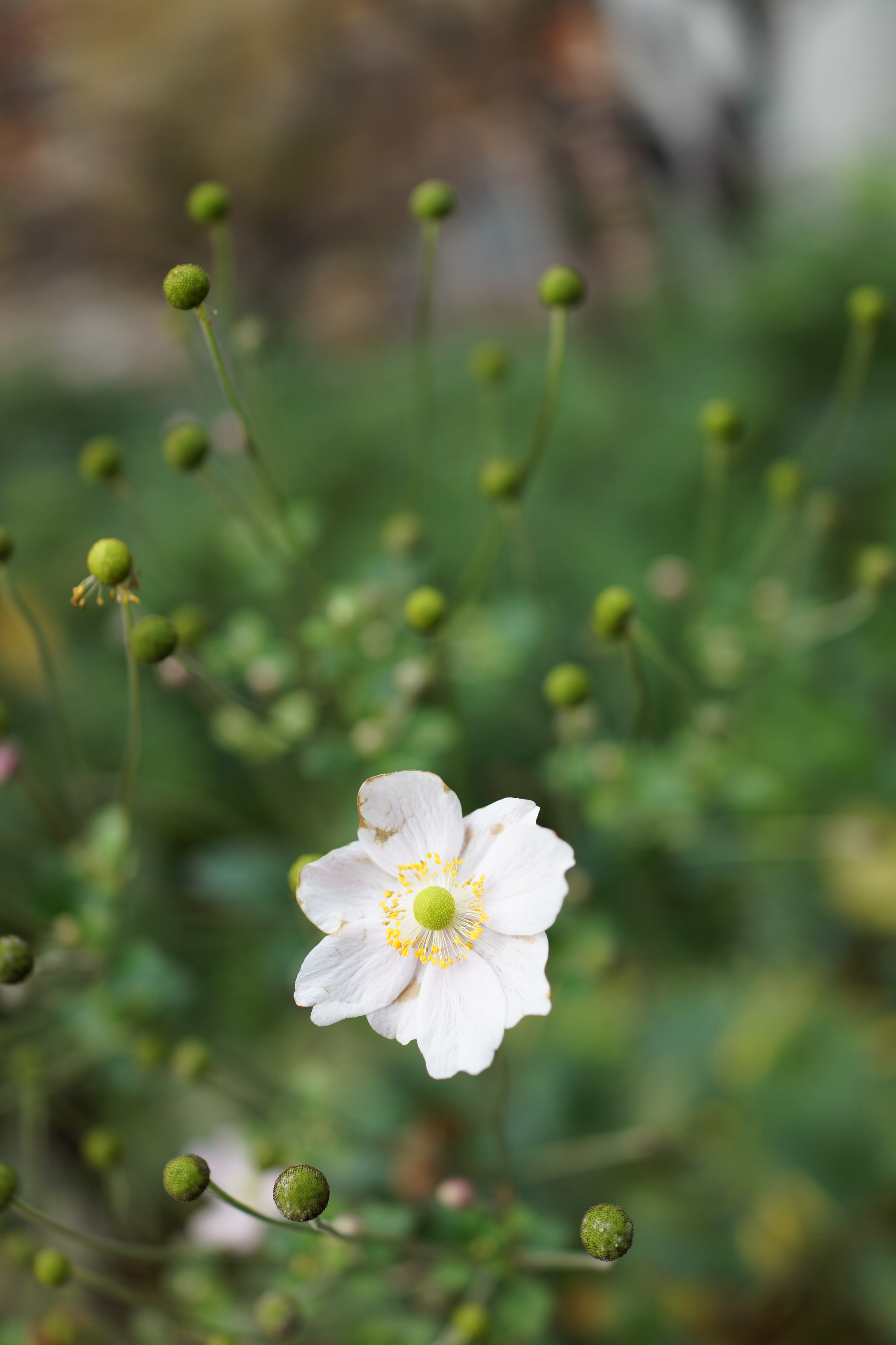 Sony Cyber-shot RX1 review sample image