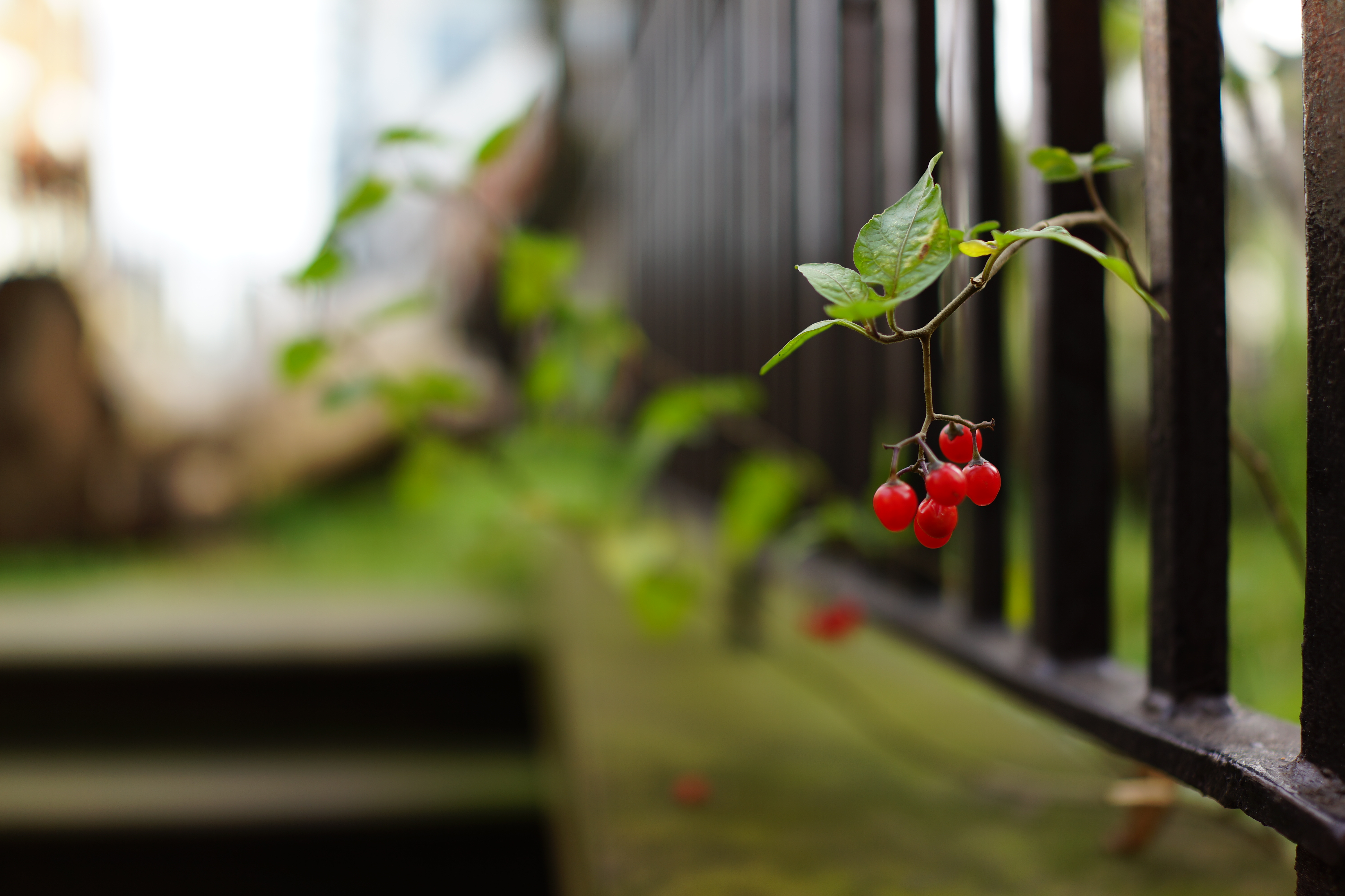 Sony Cyber-shot RX1 review sample image