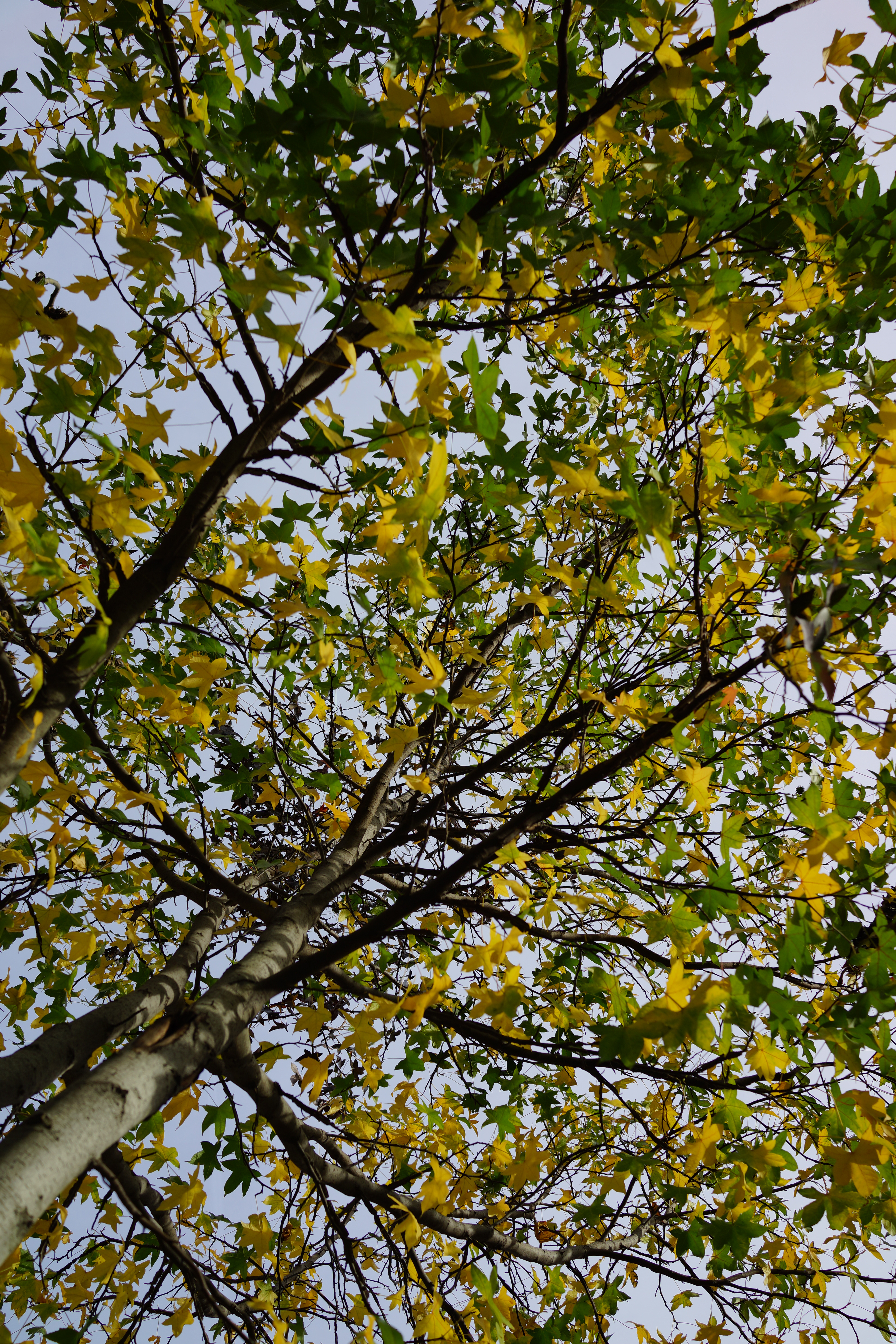 Sony Cyber-shot RX1 review sample image