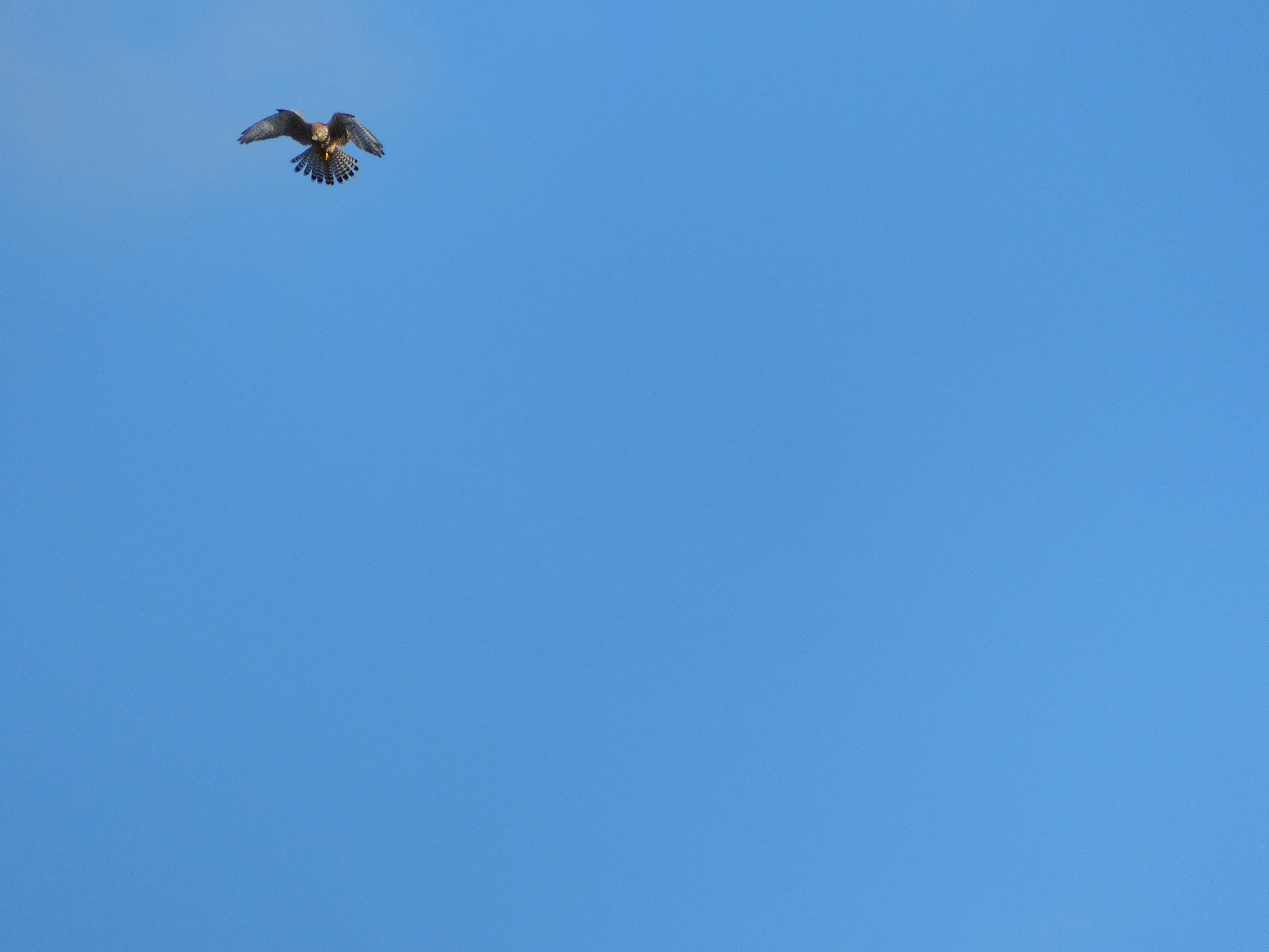 Panasonic Lumix FZ200 sample image 1
