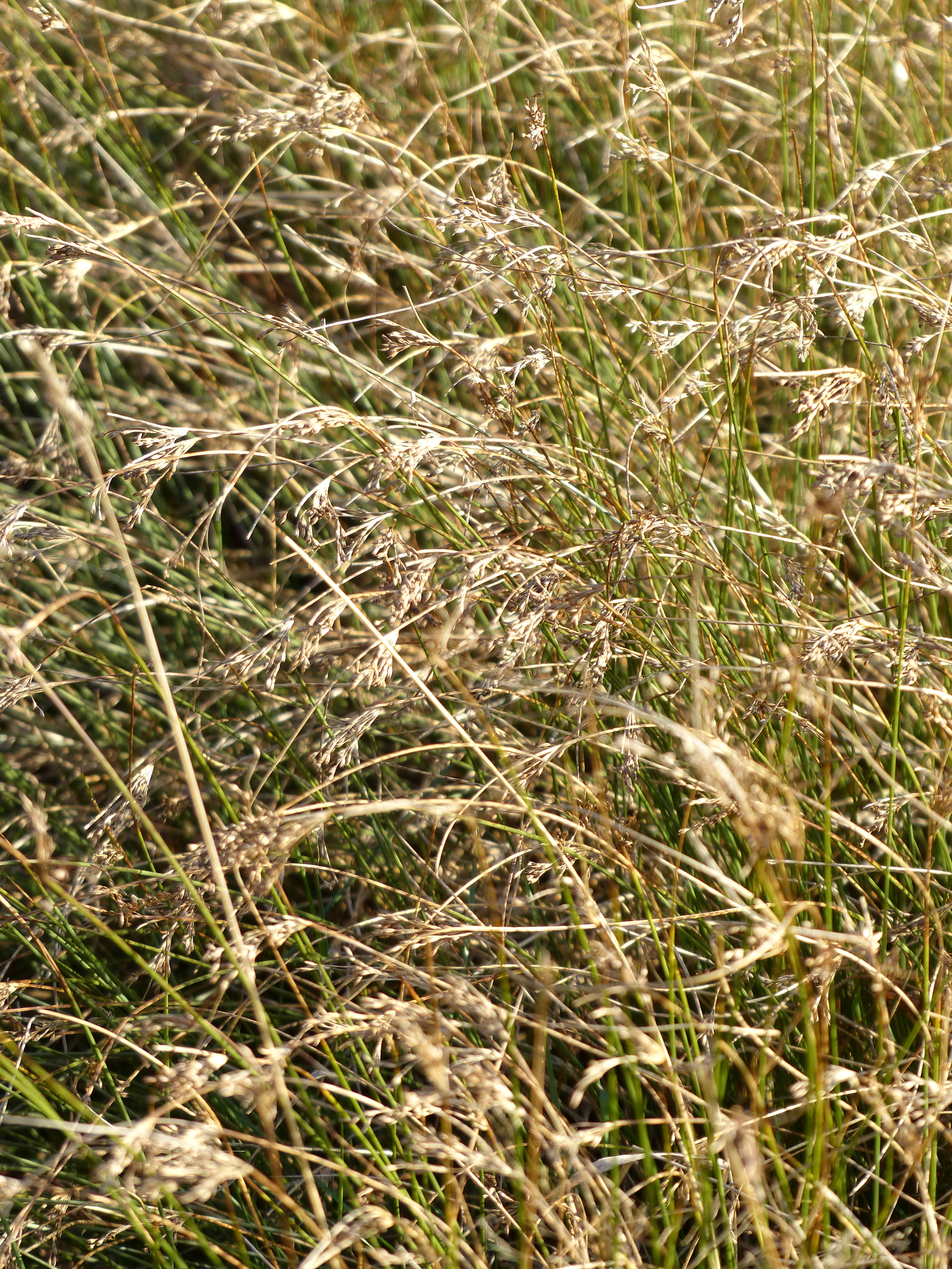 Panasonic Lumix FZ200 sample image 5