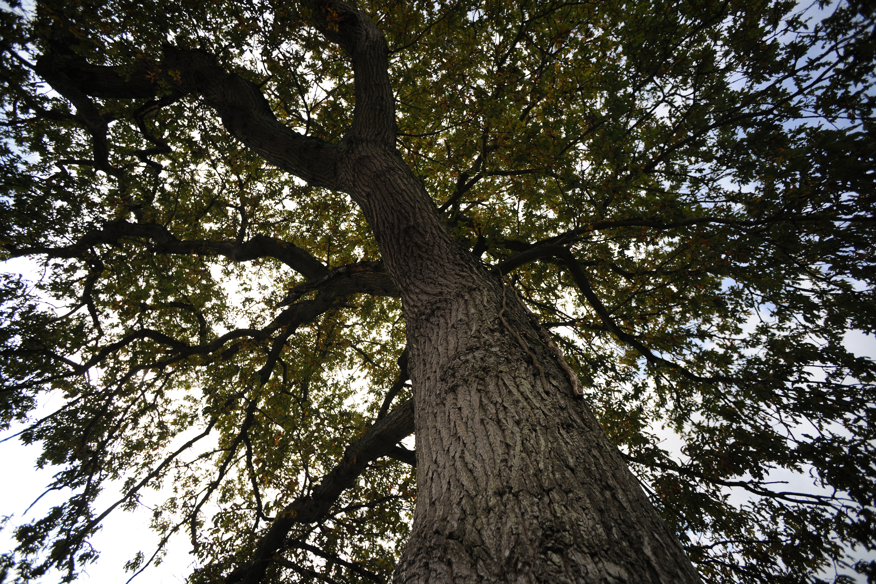 Nikon 14mm