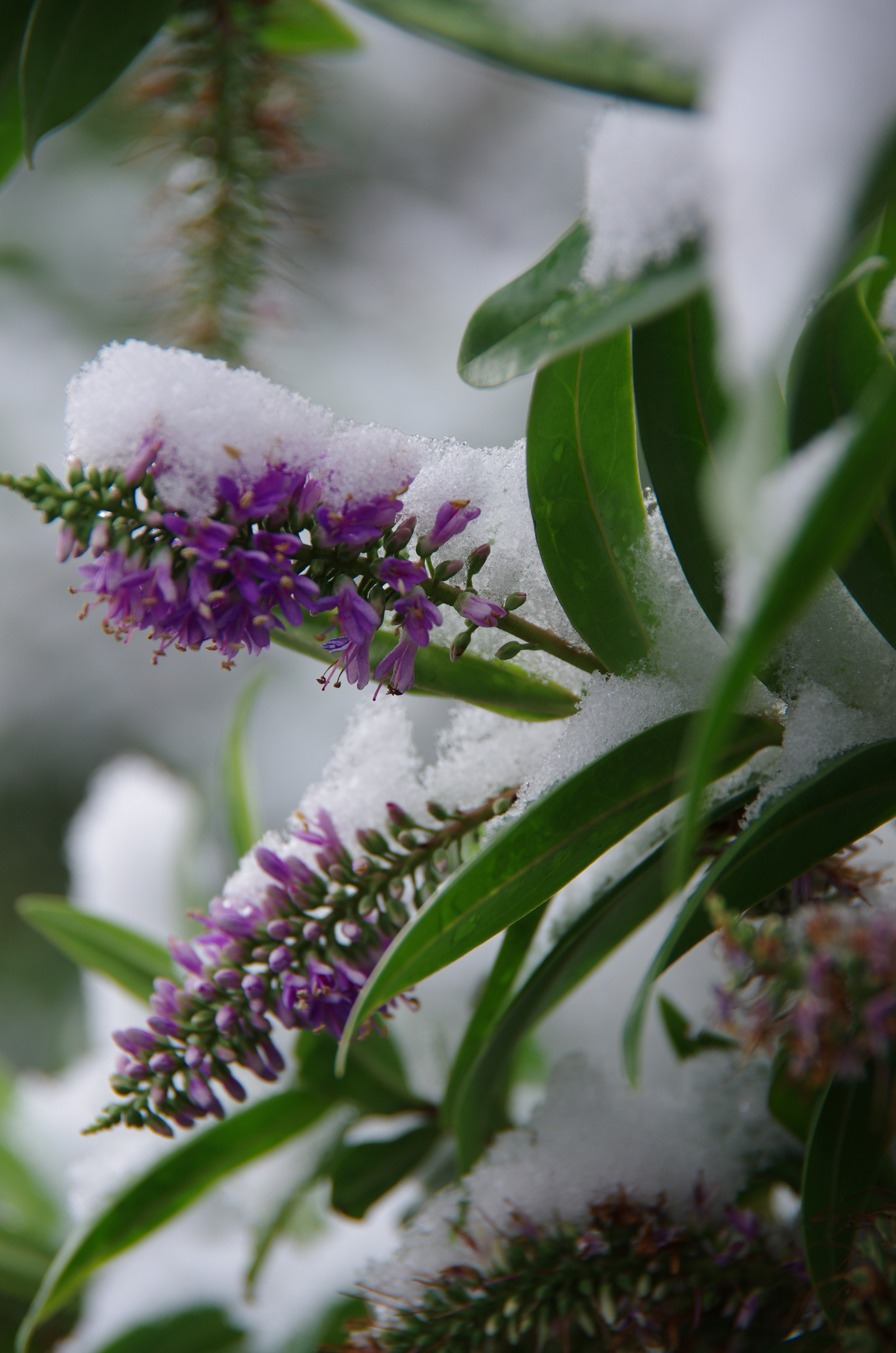 Pentax K5 II review sample image