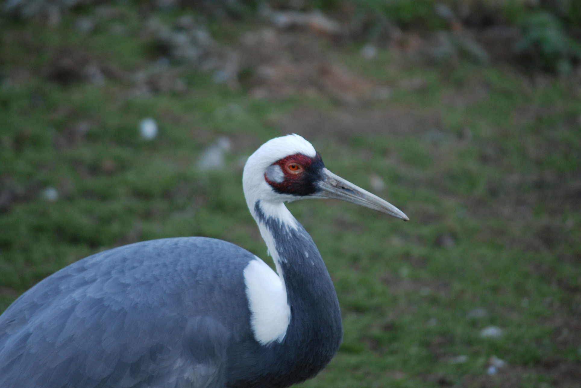 nikon 55-300mm
