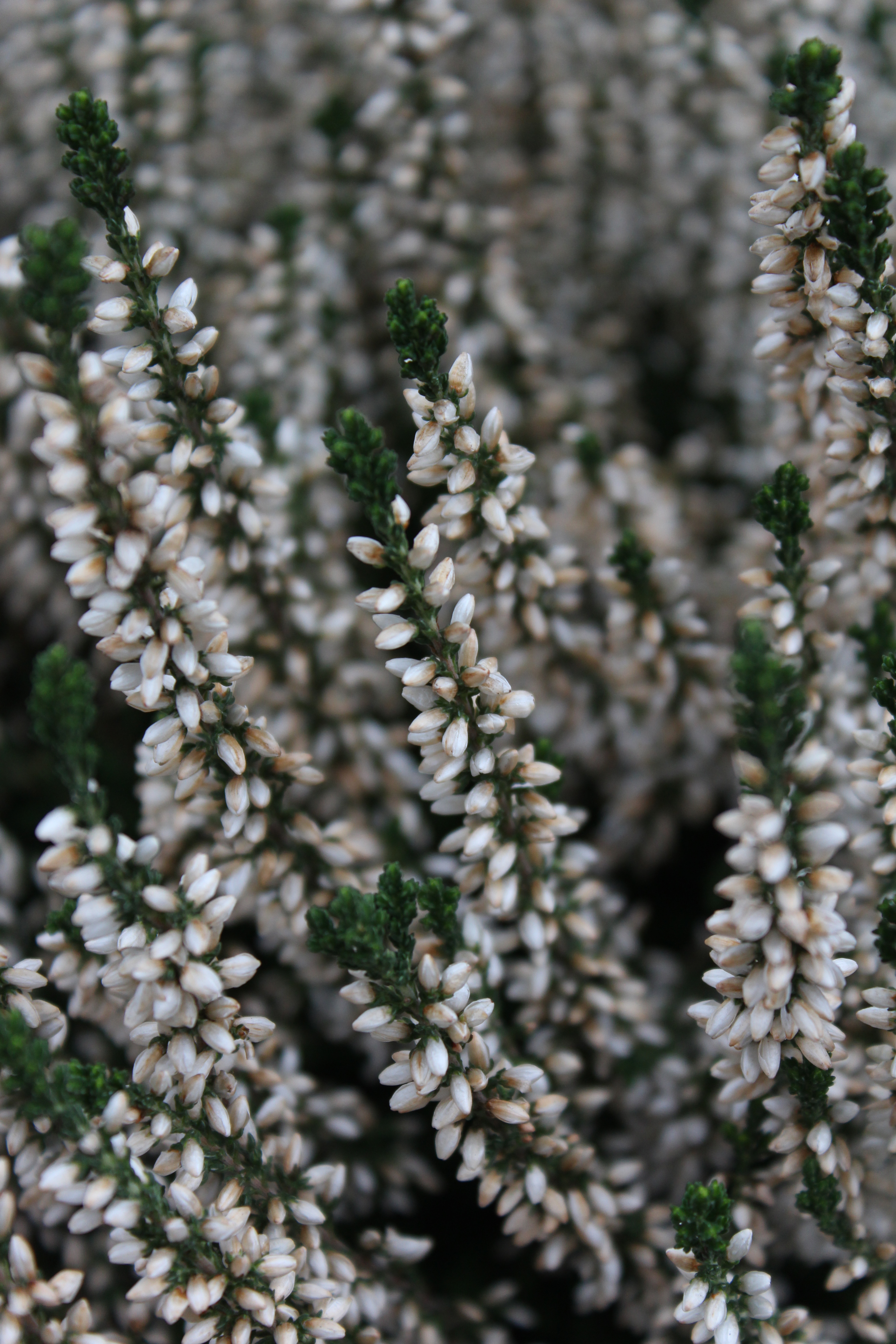 Canon EOS 600D group test sample 3 | Reviews | What Digital Camera