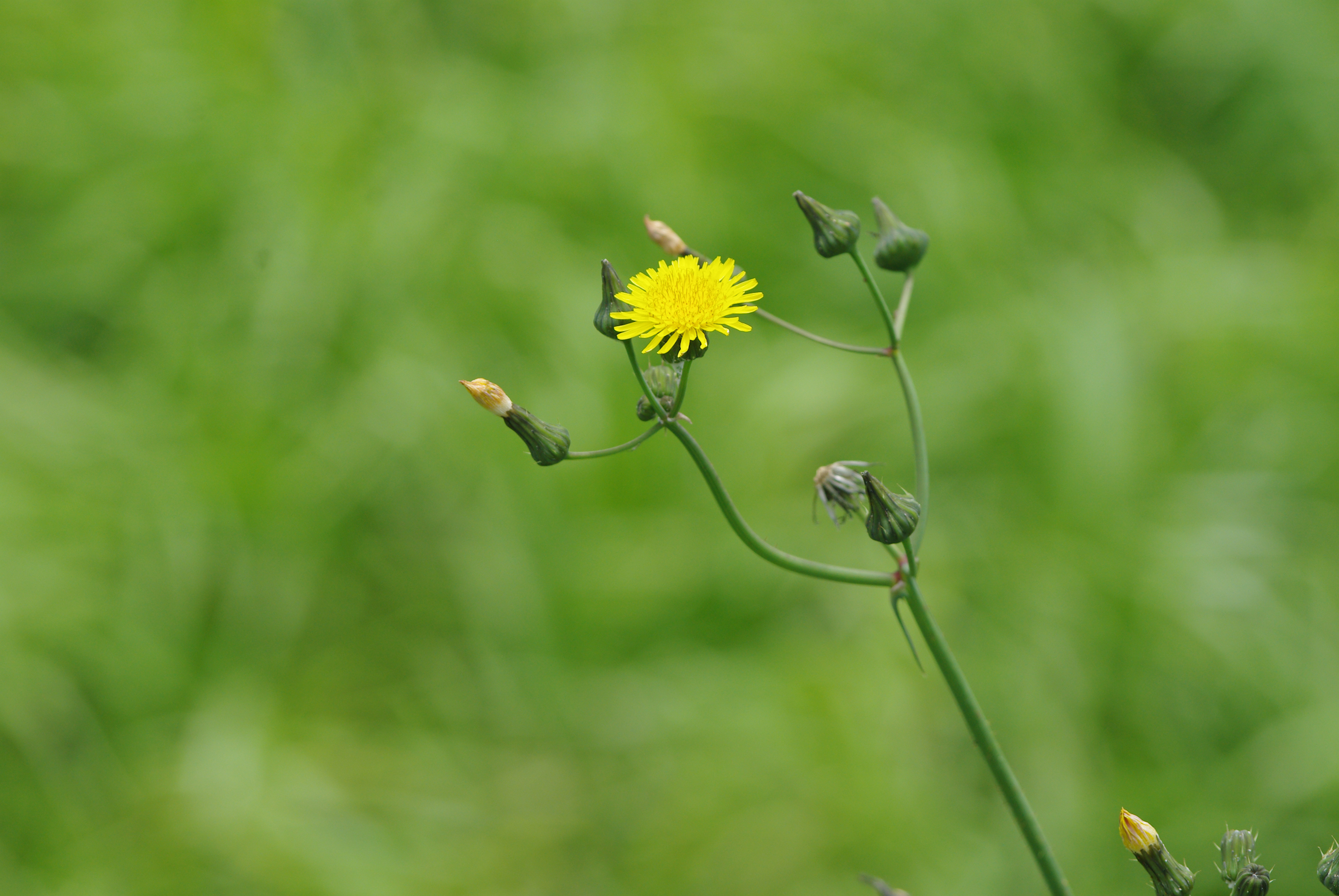 pentax 55-300mm