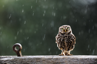 British Wildlife Awards