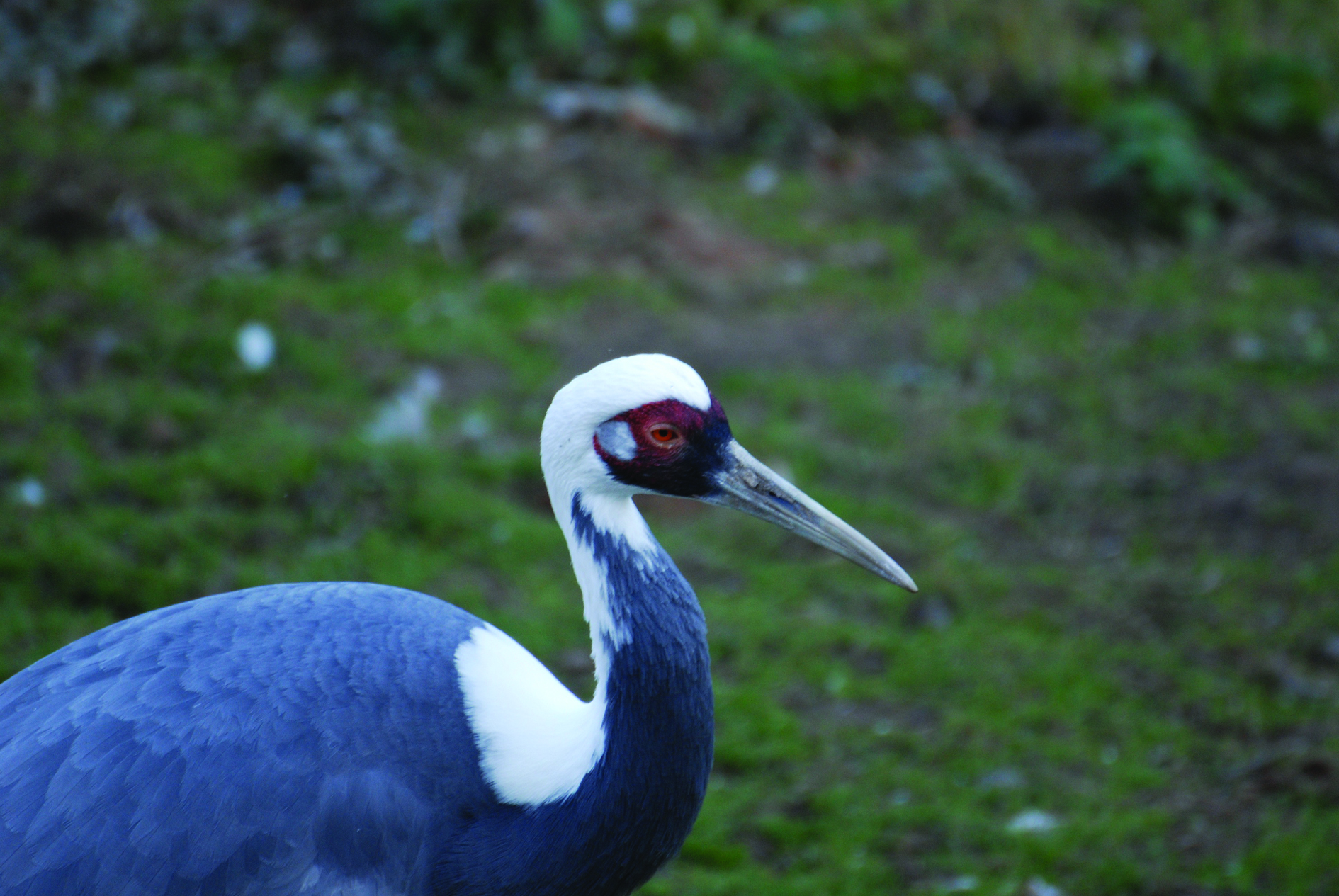 tamron 70-300mm