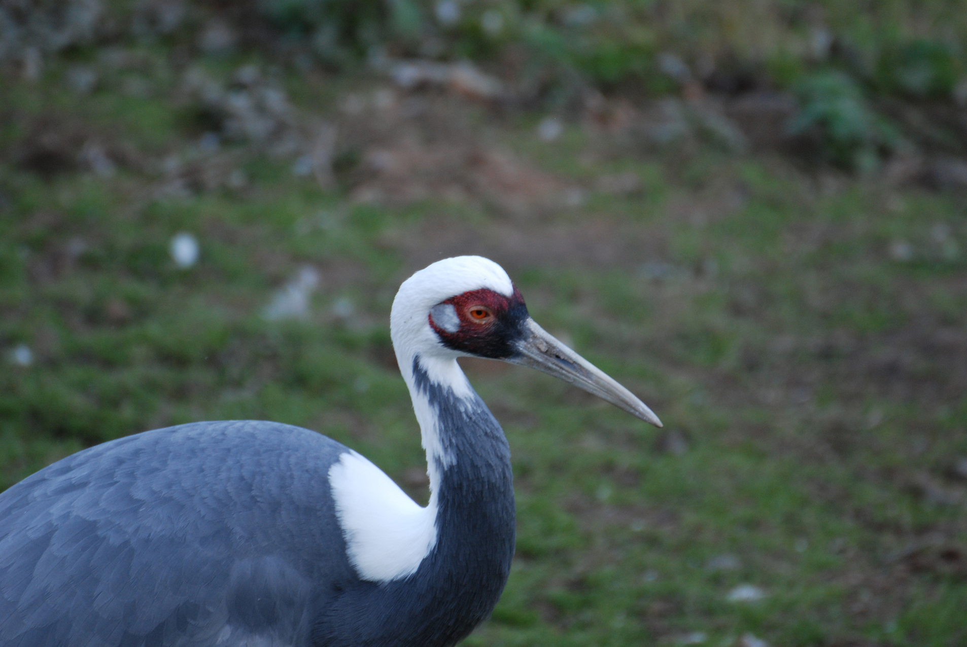 tamron 70-300mm MACRO