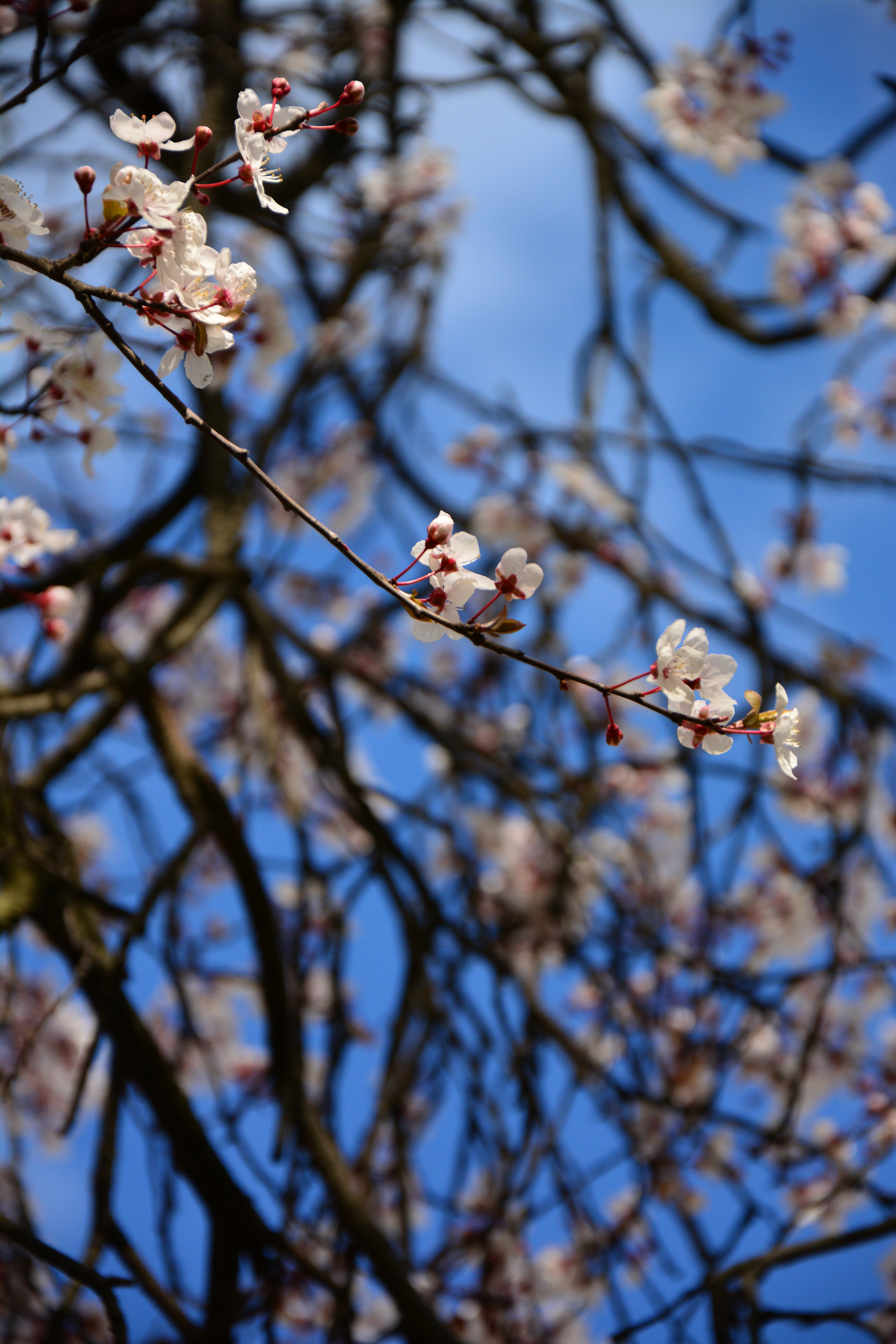 Nikon D7100 sample image 2