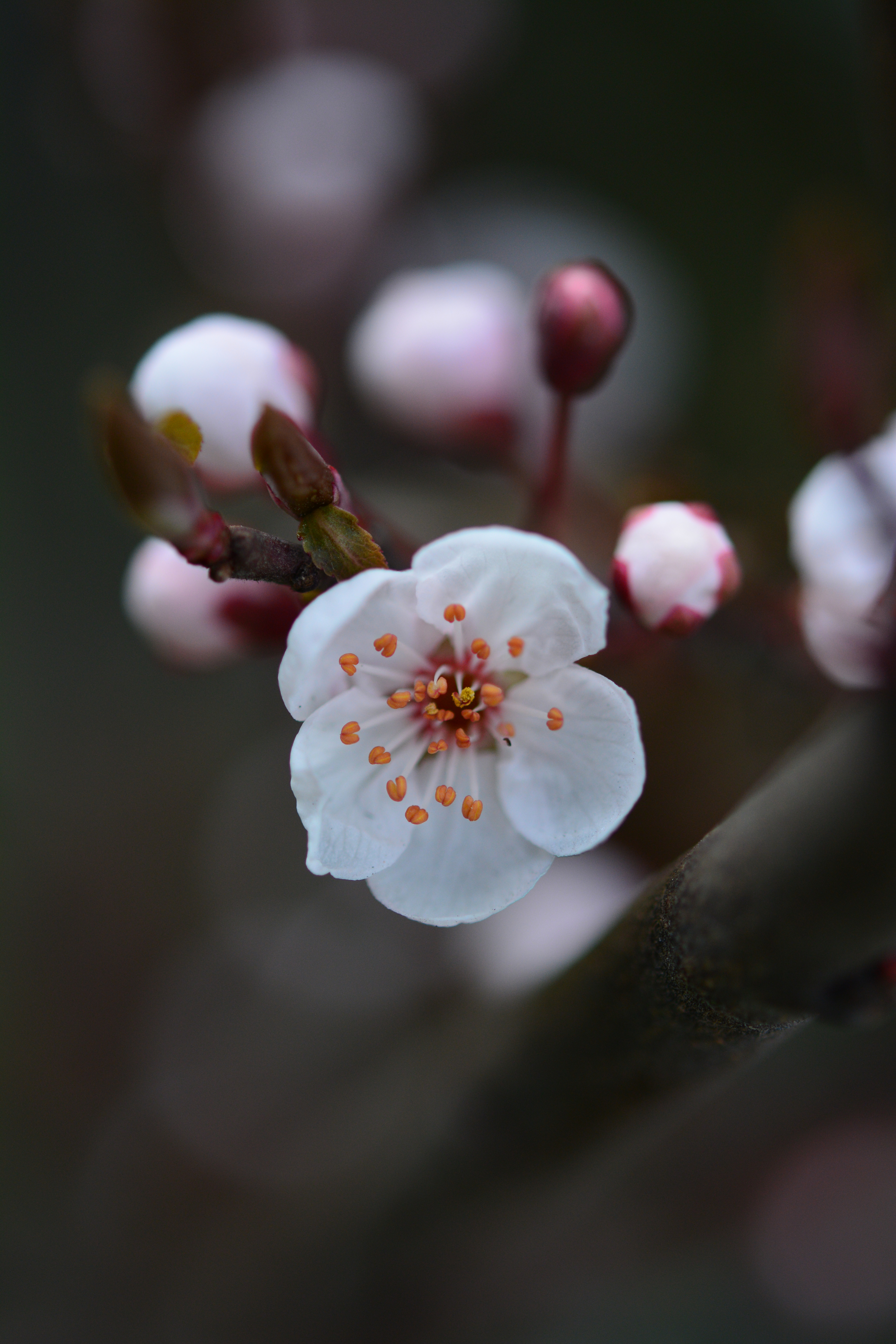 Nikon D7100 sample image 3