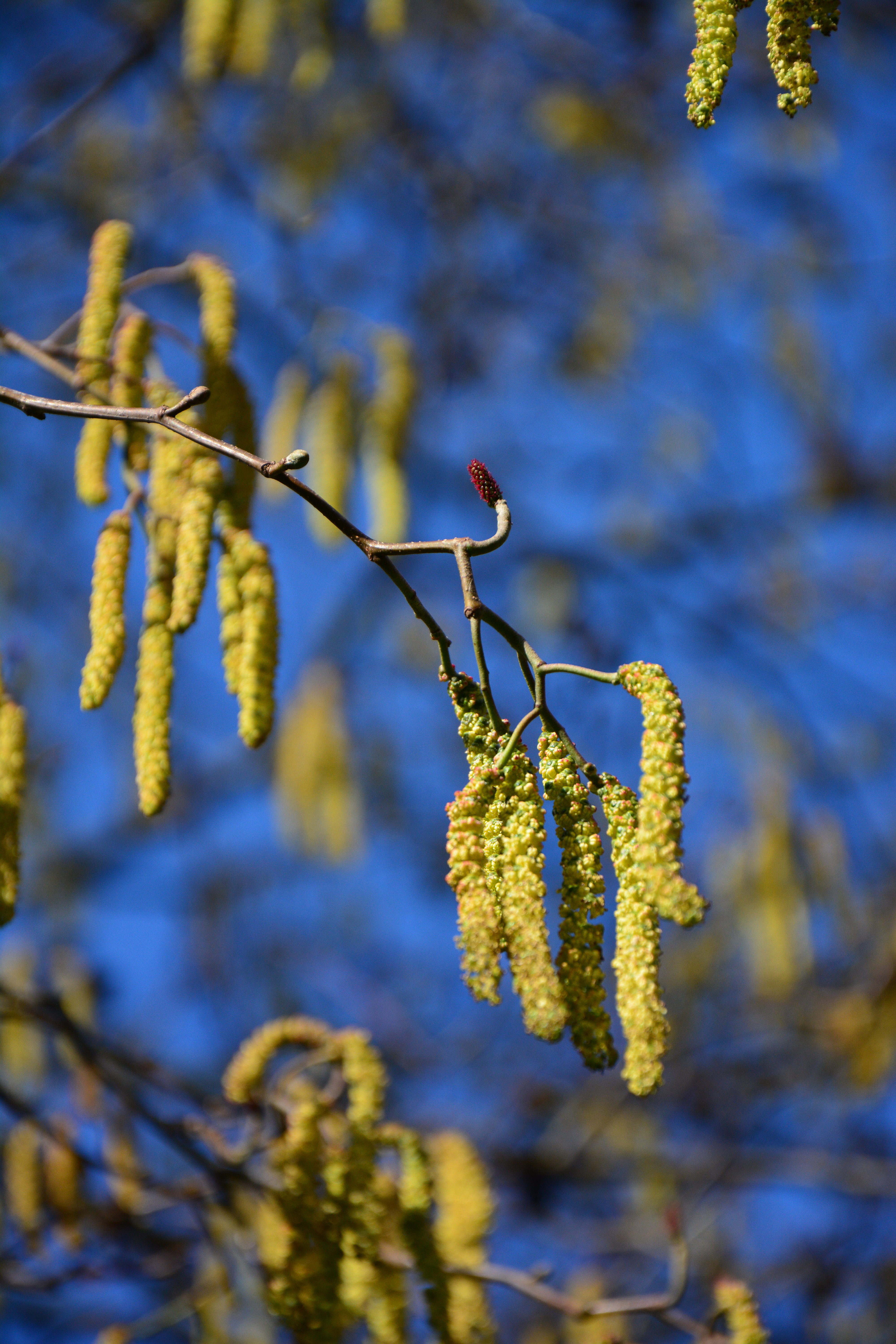 Nikon D7100 sample image 4