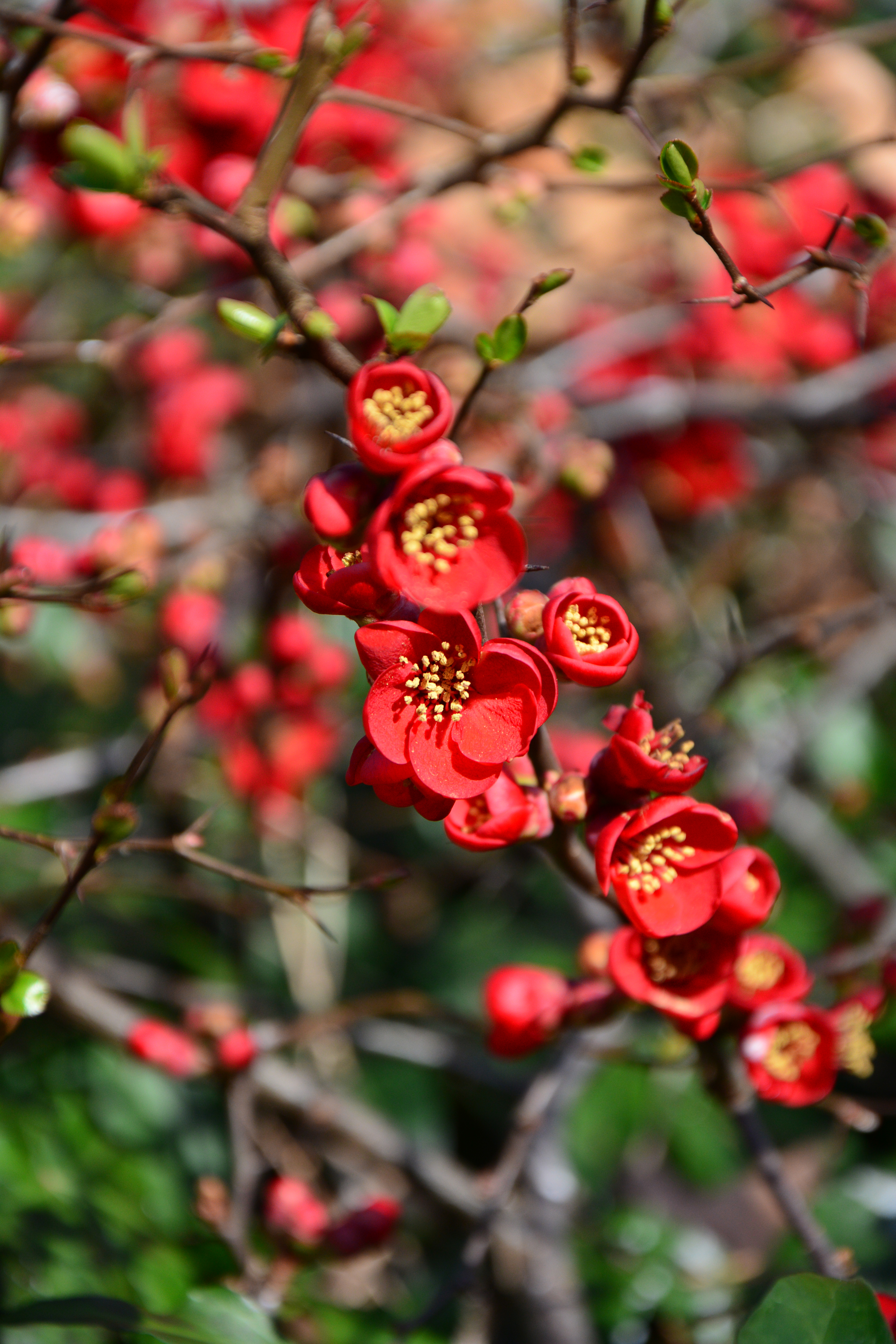 Nikon D7100 sample image 7