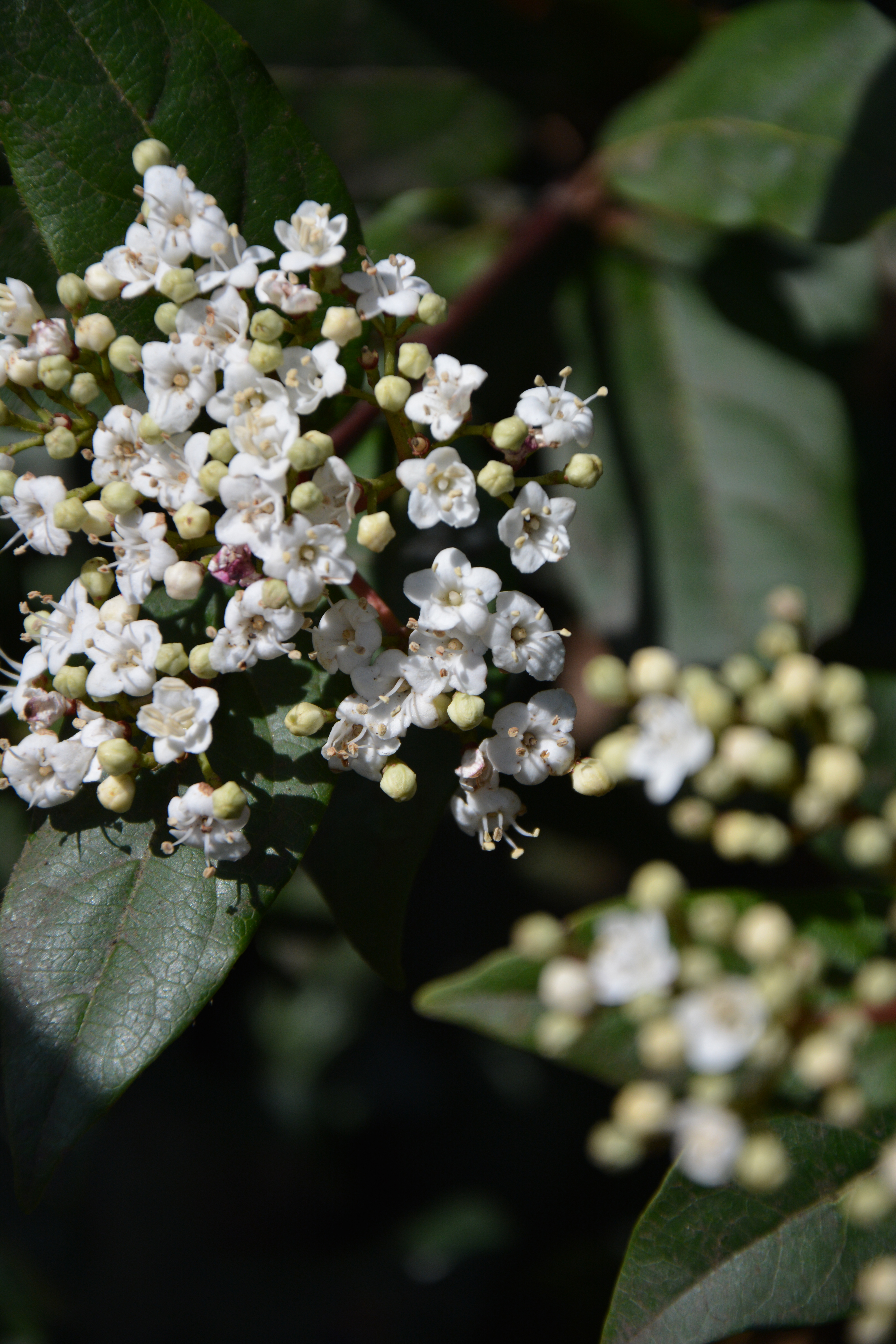 Nikon D7100 sample image 8