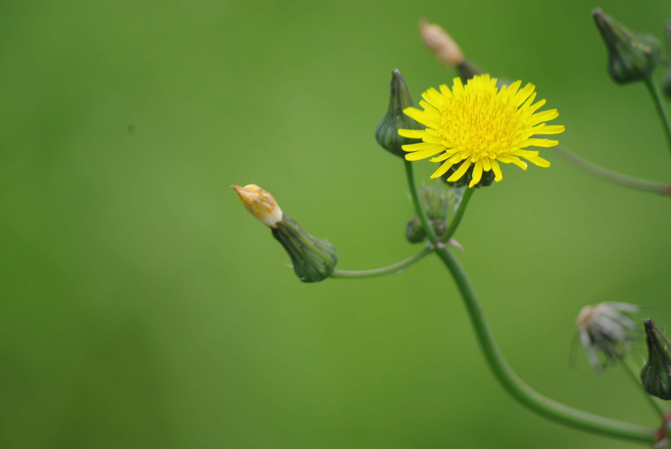 Pentax 60-250mm lens 