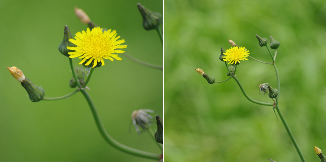 Pentax 60-250mm lens 