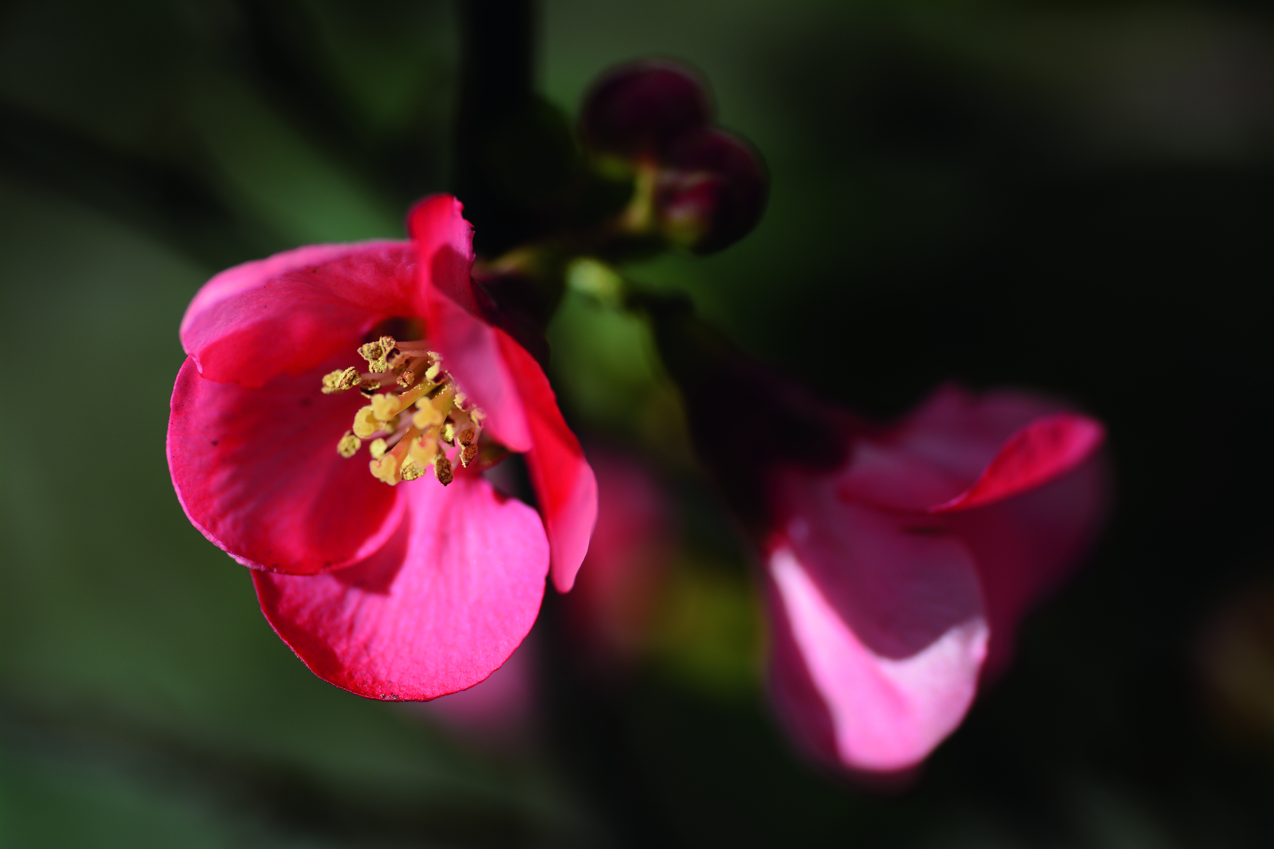 sigma 180mm lens