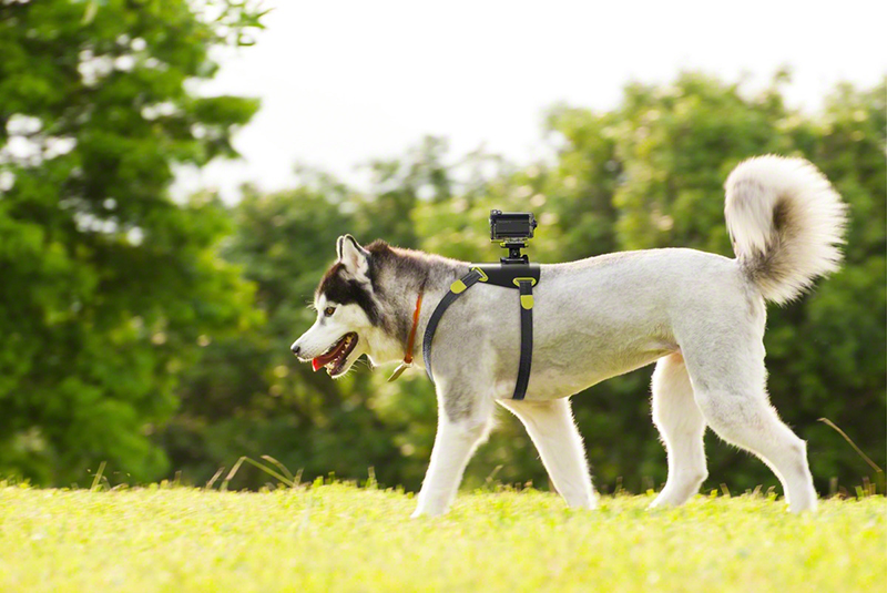 Sony-Action-Cam-Dog-Mount.jpg