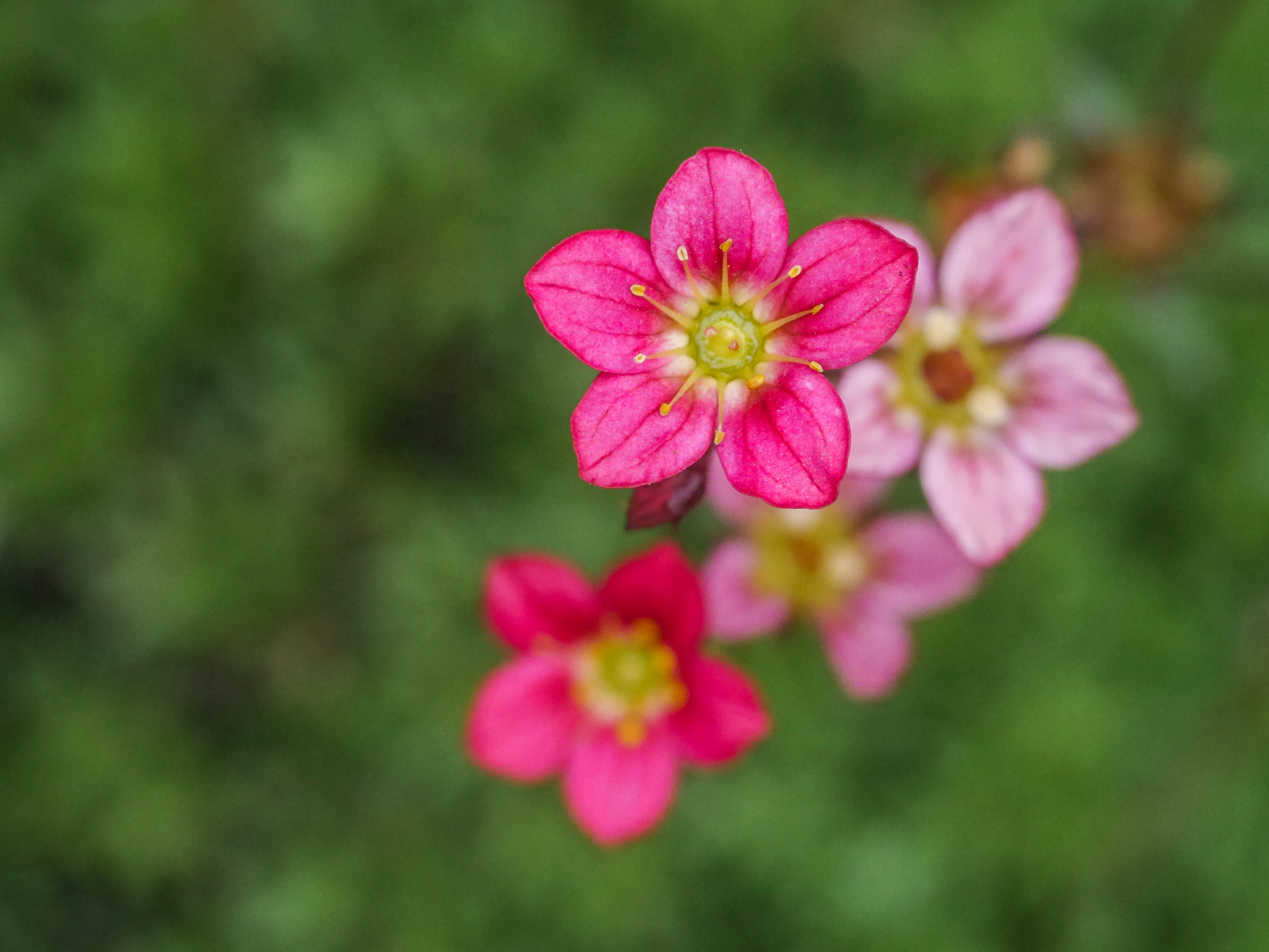 Panasonic G6 review sample image 1